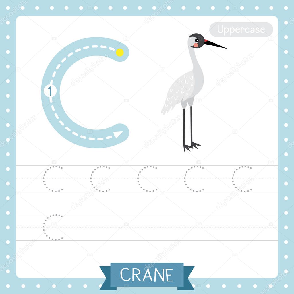 Letter C uppercase cute children colorful zoo and animals ABC alphabet tracing practice worksheet of Standing Crane bird for kids learning English vocabulary and handwriting vector illustration.