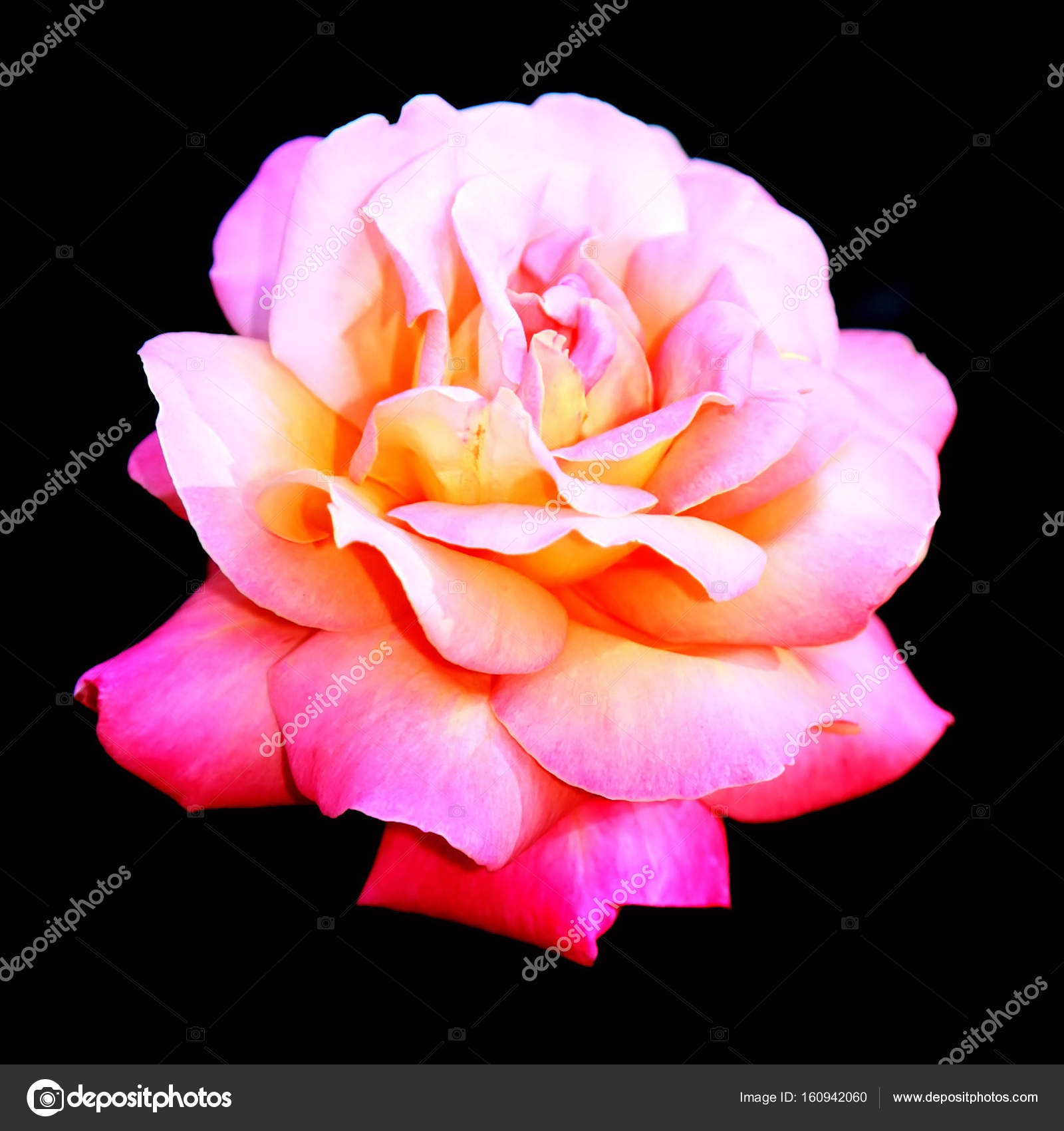 Fleur Rose Qui Fleurit Isolé Photographie Ptyfoto 160942060