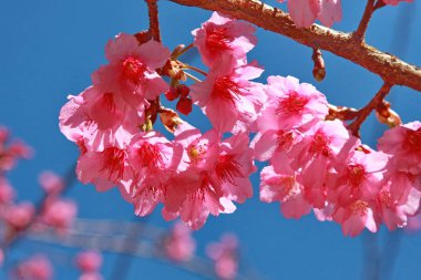 kiraz pembe blossomon mavi gökyüzü
