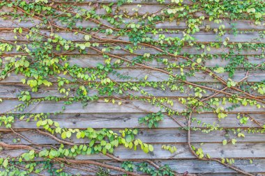 eski ahşap tırmanma bitkiler