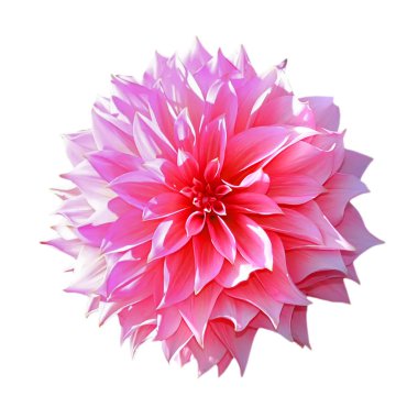 Pembe çiçek izole çiçeklenme