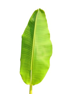 İzole yeşil muz yaprak
