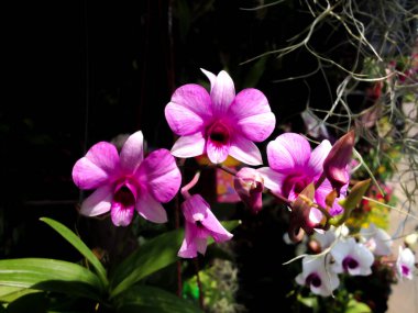 Tropikal bahçede çiçek açan orkide