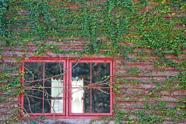 Kletterpflanzen auf altem Holz mit rotem Fenster — Stockfoto