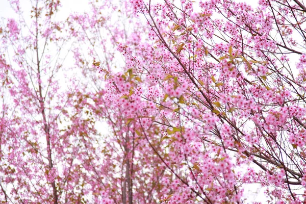 Cherry pink blossom isolated — Stock Photo, Image