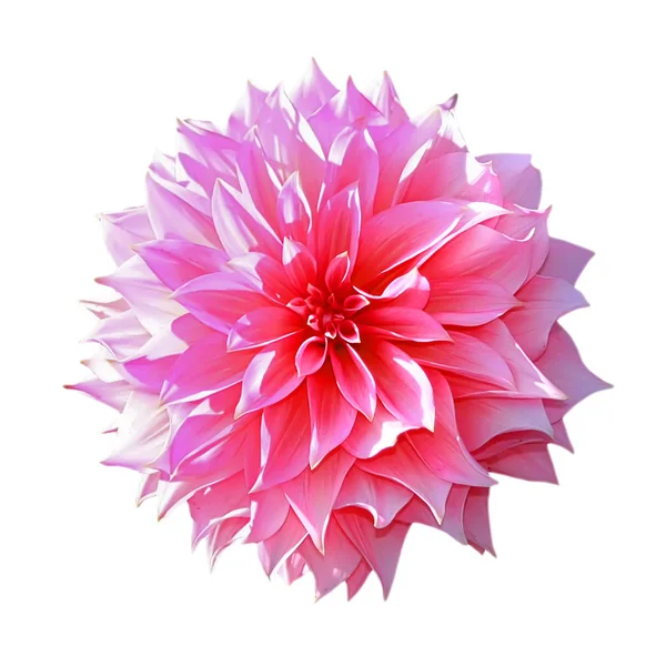 Pembe çiçek izole çiçeklenme