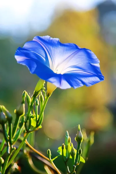 Fiore blu fioritura — Foto Stock