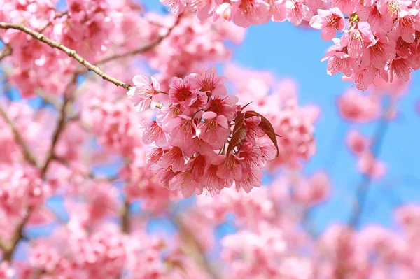 Flor rosa cereja no céu azul — Fotografia de Stock