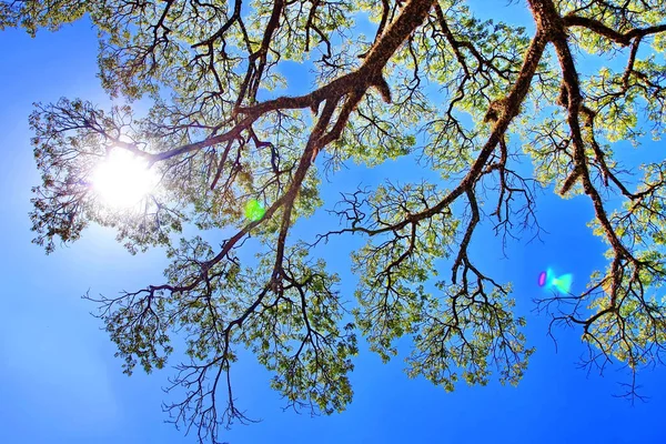 Big tree with fresh green leaves on branch on blue sky — Stock Photo, Image