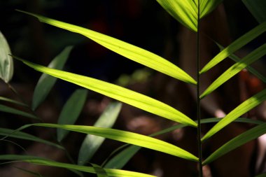 güneş ışığı ile yaprak yeşil