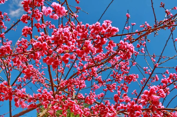 Flor rosa cereja no céu azul — Fotografia de Stock