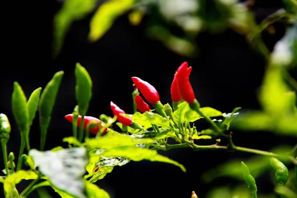 Organik Tarım içinde kırmızı ve yeşil biber biber