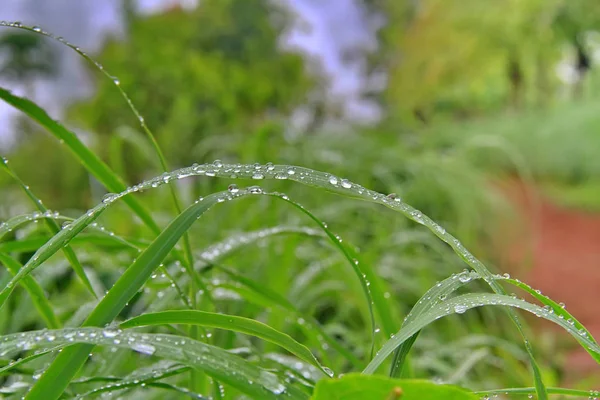 Drop of water on green leaf — Stock Photo, Image