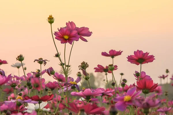 Campo de hermosa flor rosa y hoja verde sobre fondo del atardecer en Tailandia — Foto de Stock