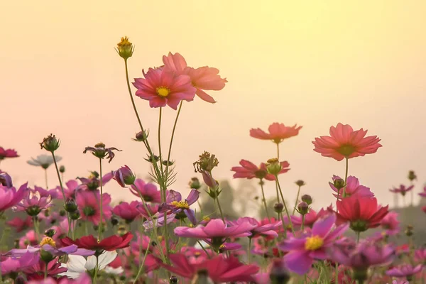 Campo de hermosa flor rosa y hoja verde sobre fondo del atardecer en Tailandia — Foto de Stock