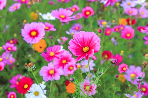 Campo de hermosa flor rosa y hoja verde sobre fondo verde en Tailandia — Foto de Stock