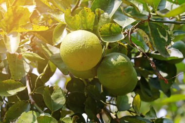 Tarım, yeşil yapraklı dallarda yeşil limon, organik gıda