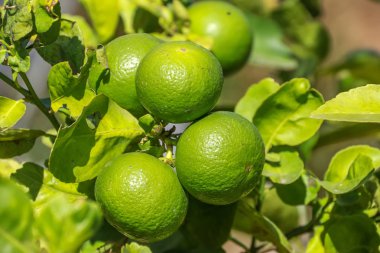 Tarım, yeşil yapraklı dallarda yeşil limon, organik gıda