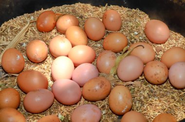 Doğal olarak organik çiftlikte taze tavuk yumurtası. Organik yiyecekler