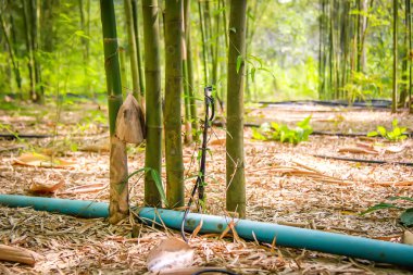 Taze bambu ormanı, yeşil doğal arka plan.