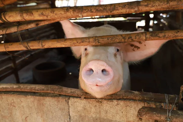 Nahaufnahme eines Schweins wächst in einem thailändischen Biobauernhof, Schweinezucht in einem Biobauernhof — Stockfoto