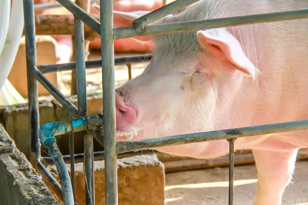 Close up de um porco está crescendo em uma fazenda orgânica tailandesa, criando carne de porco na fazenda orgânica . — Fotografia de Stock