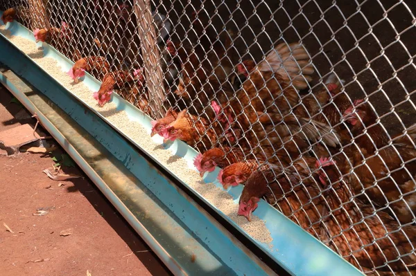 Pollos granja de huevos, Pollos comiendo alimentos en la granja —  Fotos de Stock