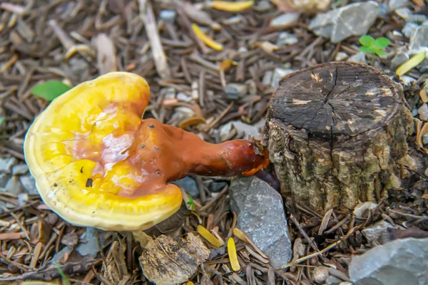 Champignons sauvages jaunes sur souches dans la nature — Photo