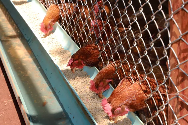 Ayam peternakan telur, Ayam makan makanan di peternakan Stok Foto Bebas Royalti