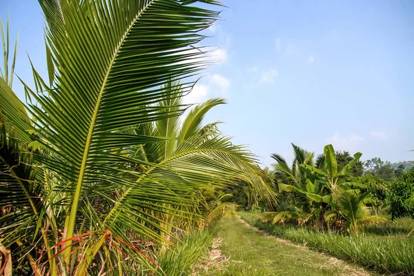 Agriculture, Mango trees banana coconut and papaya grow in an organic farm.