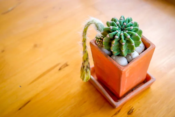Cactus en la maceta en la mesa de madera al aire libre —  Fotos de Stock