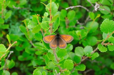 Çalılıkların üzerinde kahverengi kelebek