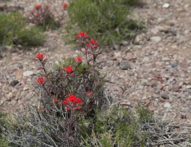 Çiçeklenme çöl Hint boya fırçası. Death Valley, California.