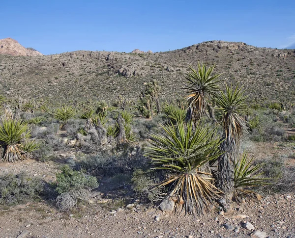 Mohave Yucca växt. Death Valley, Kalifornien. — Stockfoto