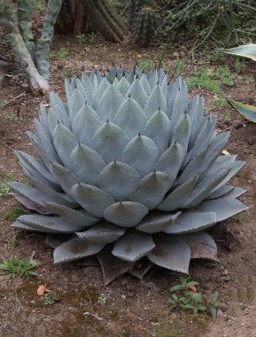 Agave Parrasana bitki