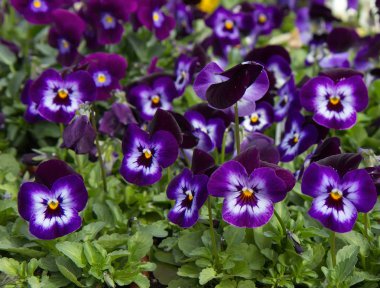 Homo çiçekler (Viola x wittrockiana). Çiçek arka plan.