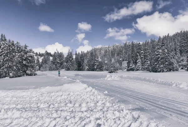 冬の森でスキー トレイル — ストック写真
