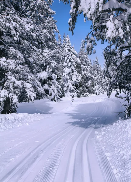 Лижна траса в зимовому лісі . — стокове фото