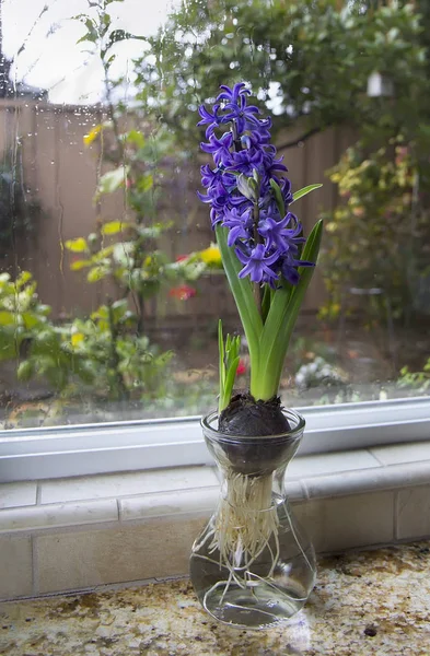 Jacinto floreciente con vista thouth ventana lluviosa . — Foto de Stock