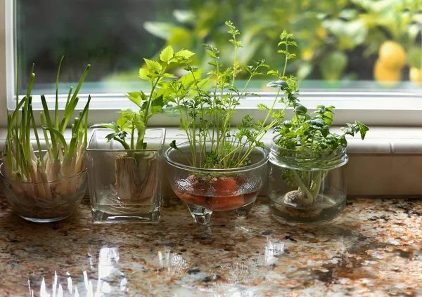 Jardin d'eau d'herbes d'intérieur au comptoir de cuisine en granit . Images De Stock Libres De Droits