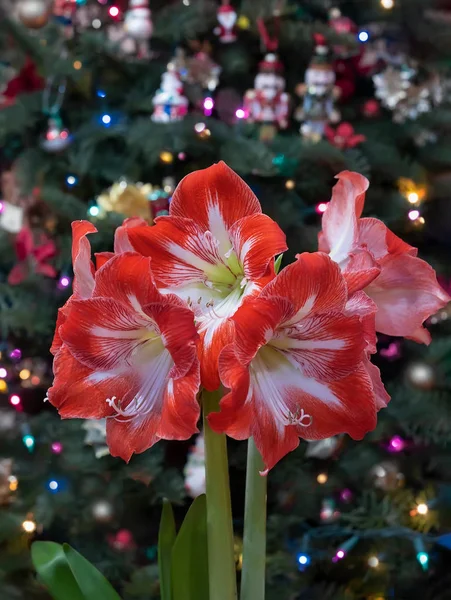 Červená amaryllis na vánoční strom pozadí — Stock fotografie