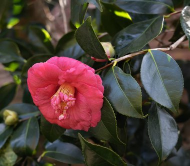 Çiçek açan pembe Camelia 'ya yakın çekim. Çiçekli ve yapraklı dal.