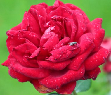 Jugendliebe yakın sinek ile Hollanda Boskoop gül gül 