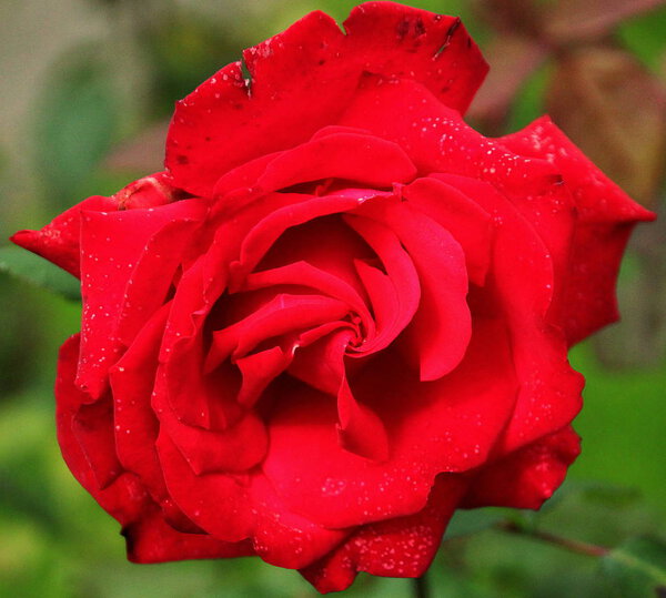Grande Amore red rose in close up in the rosarium in Boskoop in the Netherlands