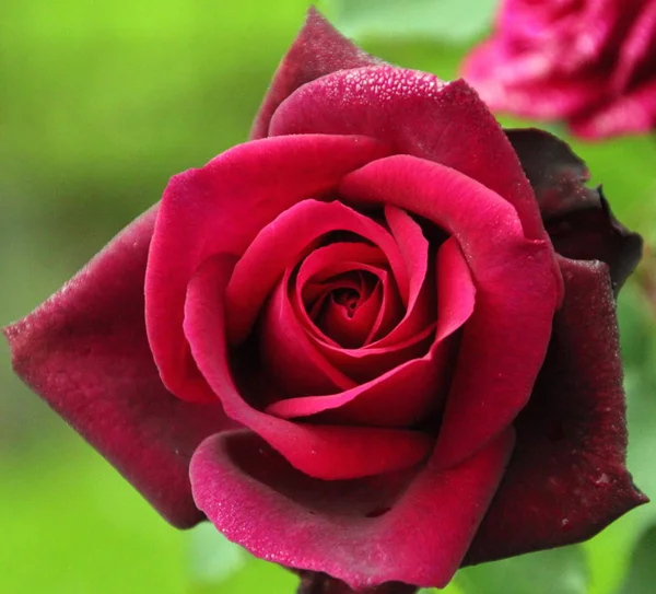 Beautiful red rose with rain drops — Stock Photo © valio84sl #2695385