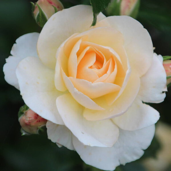 Sirius yellow rose in close up in the rosarium in Boskoop in the Netherlands