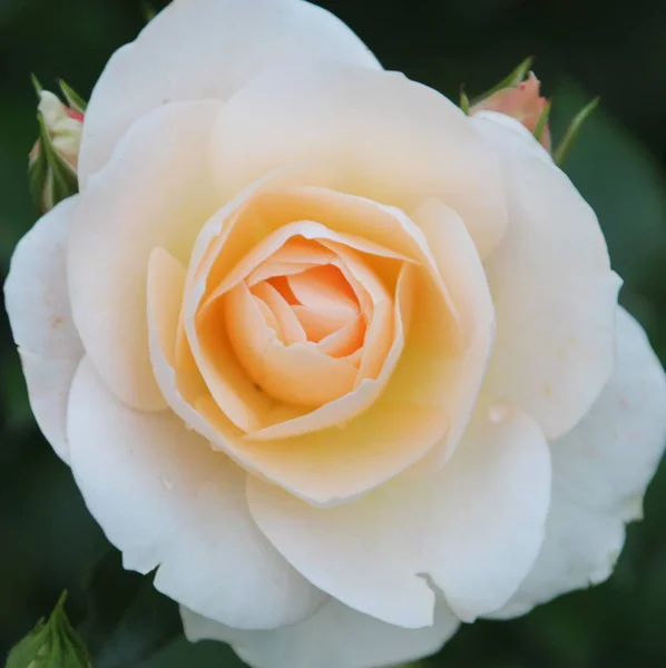Róża Sirius Bliska Rosarium Boskoop Holandii — Zdjęcie stockowe