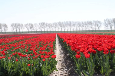 satır kırmızı lale türü Adası Goeree Overflakkee Hollanda üzerinde güneş ışığı altında satır Oude-Tonge uzun çiçek alanında 