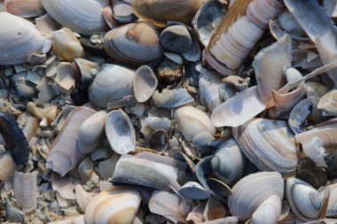 Kabukları ve jilet bıçaklar, Katwijk, Hollanda Kuzey Denizi'nin kıyısında sahilde