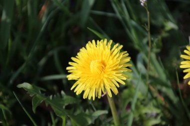 Sarı karahindiba Nieuwerkerk aan den Ijssel Hollanda'da bir parkta çim sahası içinde